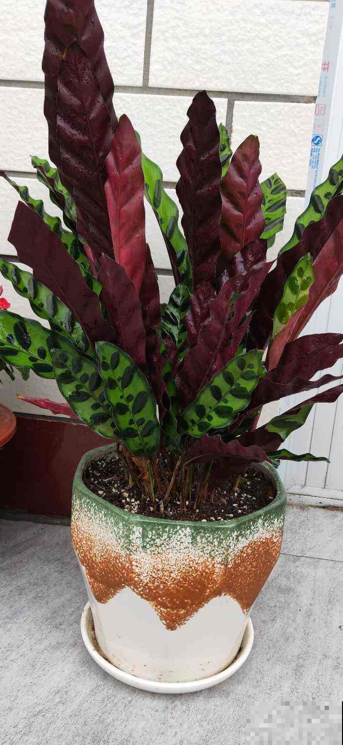 光线不好,养这4种花,颜值超高,还巨耐阴 光线不好,养这4种花,颜值超高,还巨耐阴