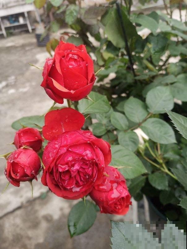 春天一到，10种常见月季，浓香又爆花，赶紧养起来