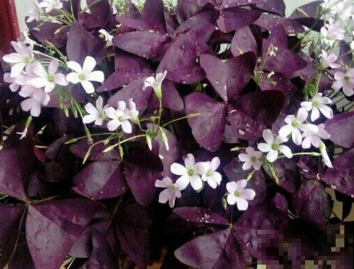 这5种植物颜色很好看，名字却不一样，快来看看你认识哪几种