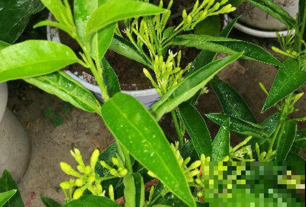 夜来香种植，记住这4点，养护得当