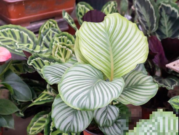 青苹果竹芋水培，学会这5步，养殖很简单