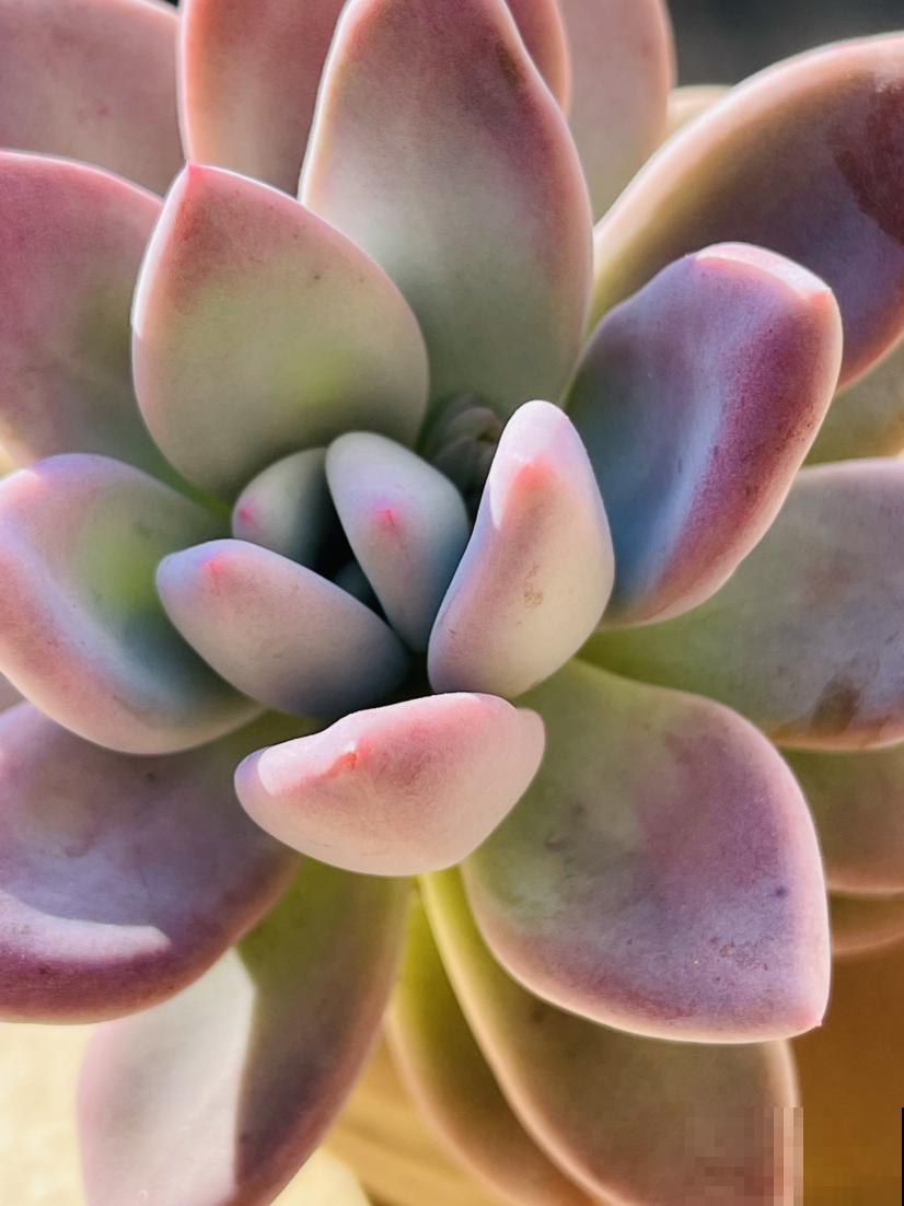 多肉植物有4个表现,说明已经“睡醒”,多晒太阳才长得壮 多肉植物有4个表现,说明已经“睡醒”,多晒太阳才长得壮