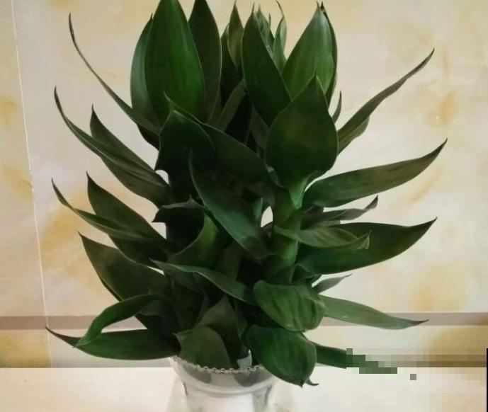 吉祥平安的观音竹，插水里呼呼长叶，还有健康好兆头