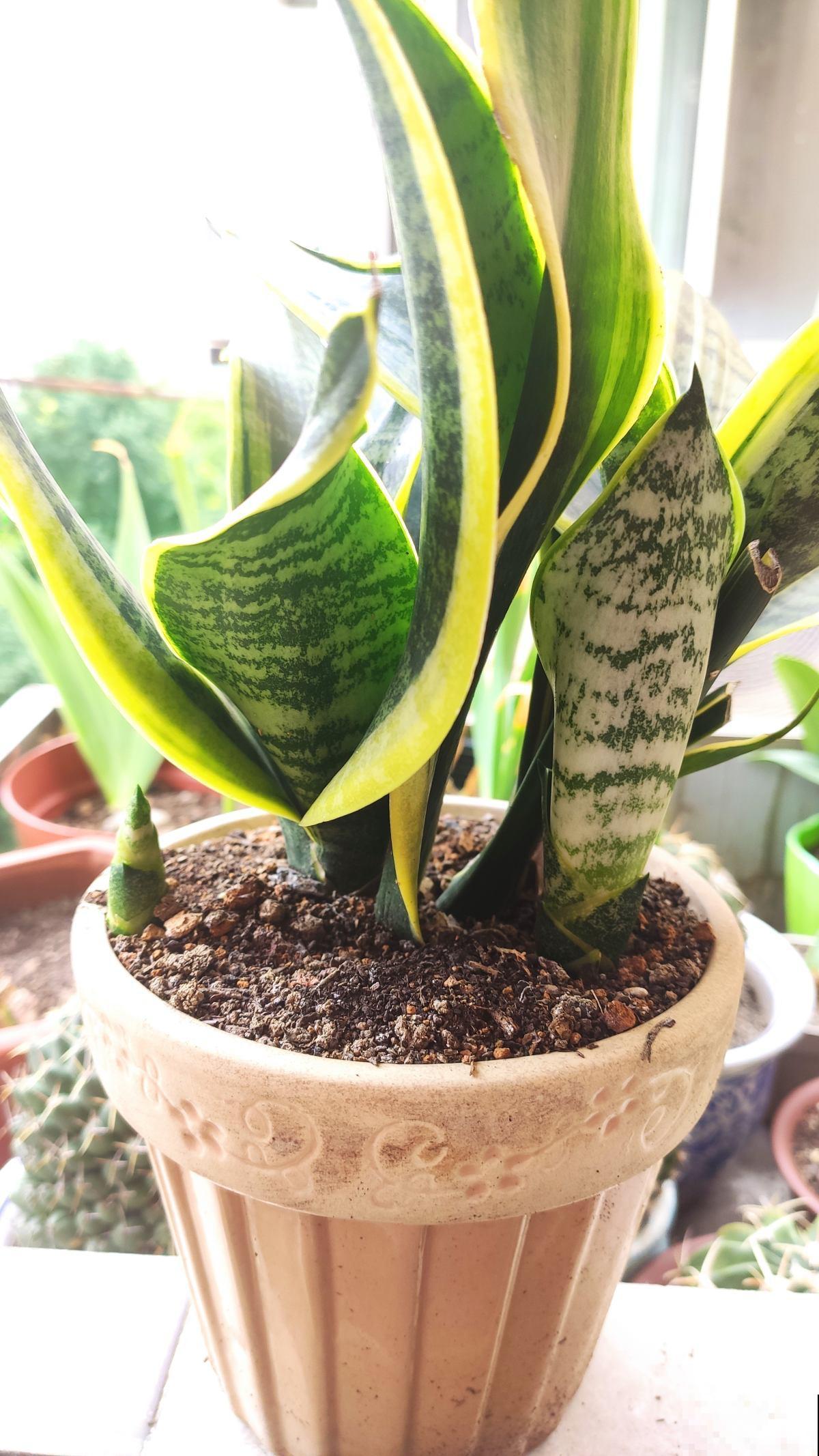 养花注意“2养2不养”，养对了身心健康，养错了有坏影响