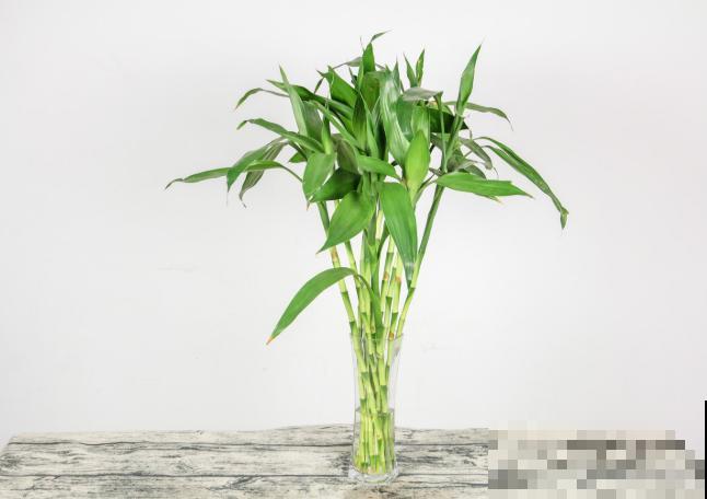 4种水培植物，拯救不会浇水的你，养在室内绿油油