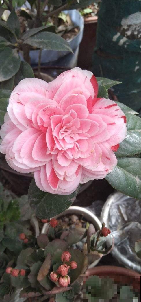 5种花，早春呼呼冒花苞，就适合现在养