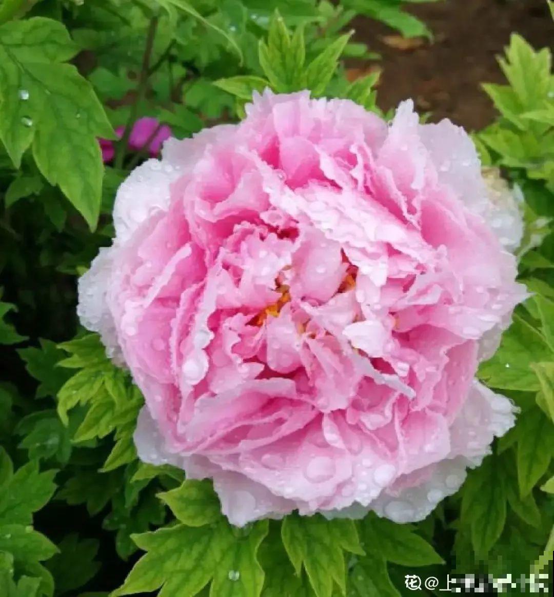 花中之王牡丹,过年家里备一盆,艳压群芳! 花中之王牡丹,过年家里备一盆,艳压群芳!