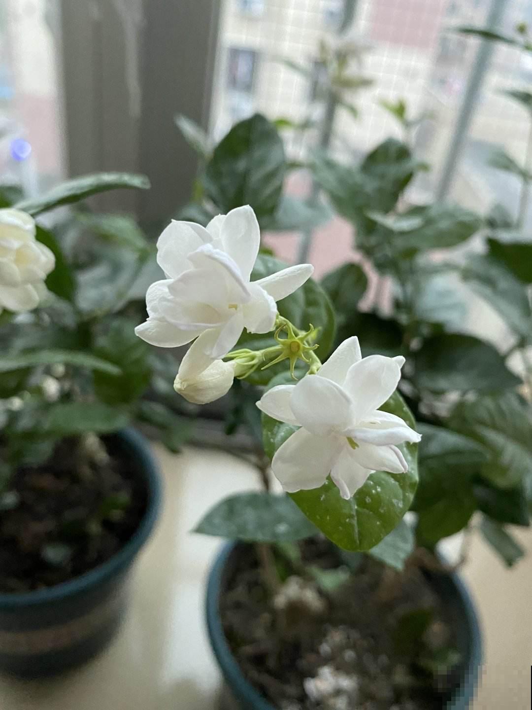 冬天适合喝的花茶，制作零成本，简单又养身