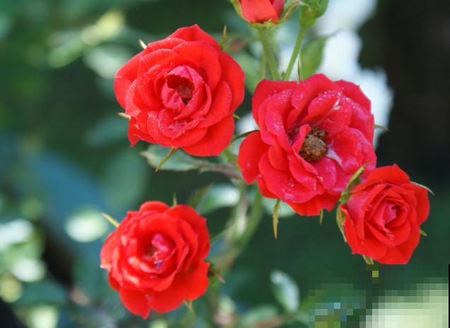 1种科属植物长得太像，不是大神根本分辨不出，你能认识多少