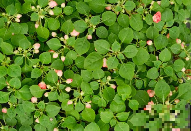 幼儿园养花要注意，有毒有刺不能种，这5种种植合适