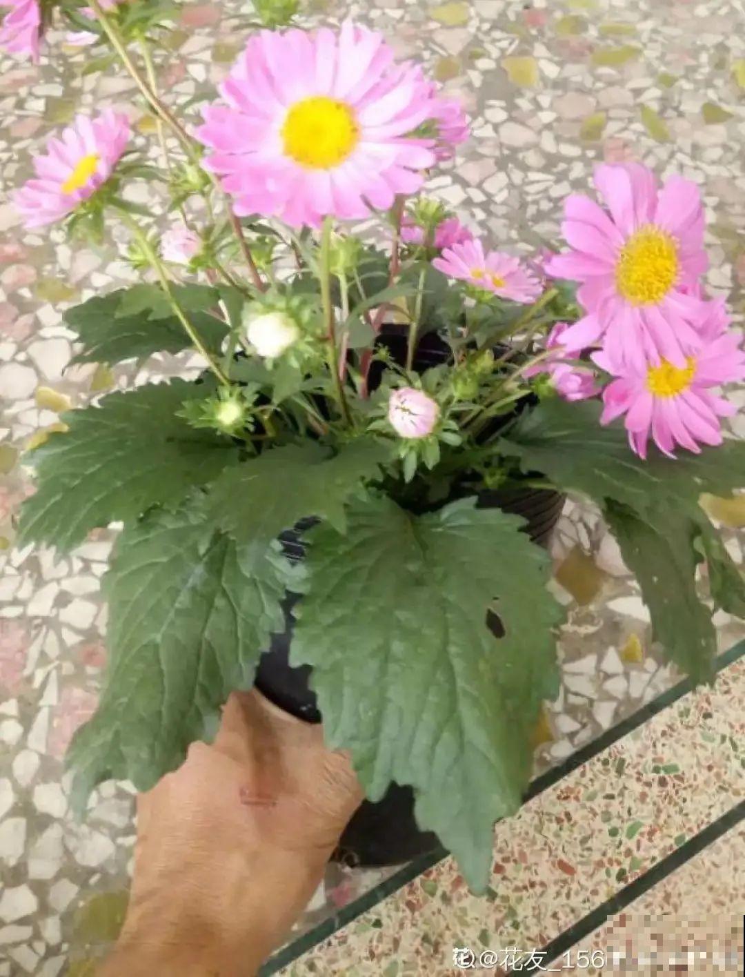 这9种“看家花”，70、80后难忘记，00后不认识！