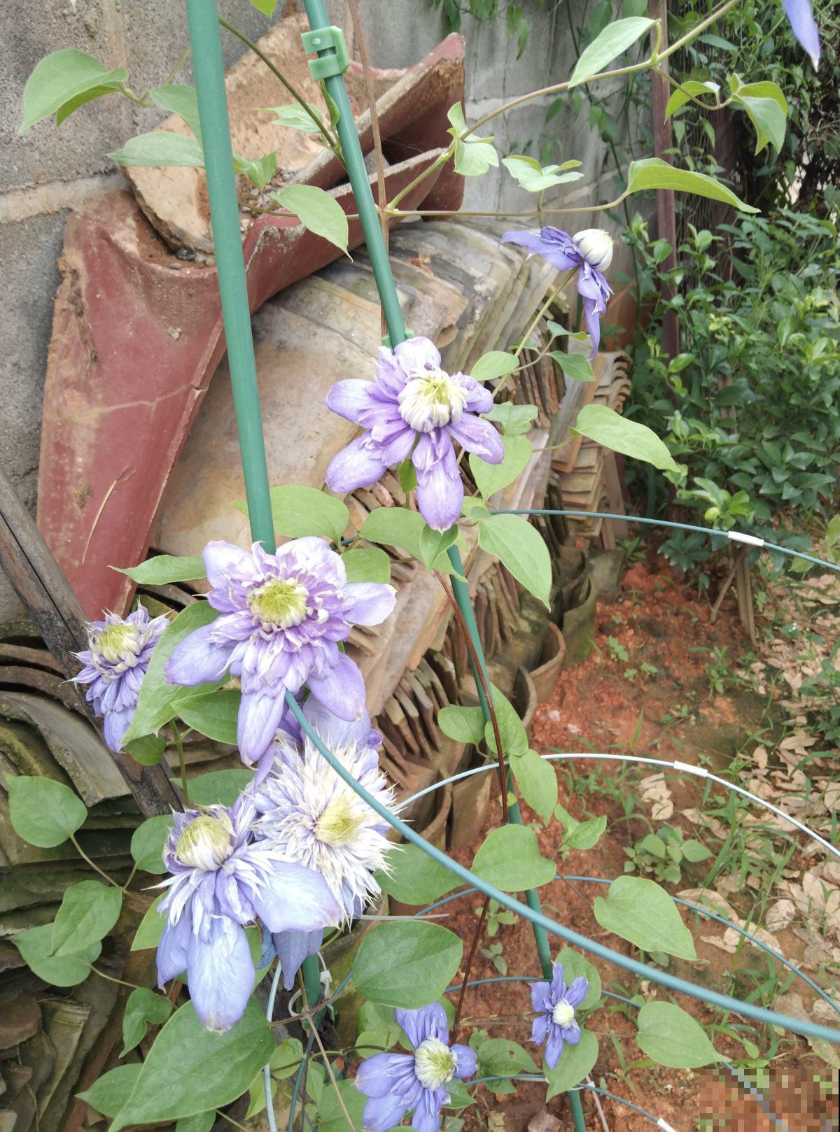 4种不怕冷的花,下雪也能赏,家里必养一盆 4种不怕冷的花,下雪也能赏,家里必养一盆