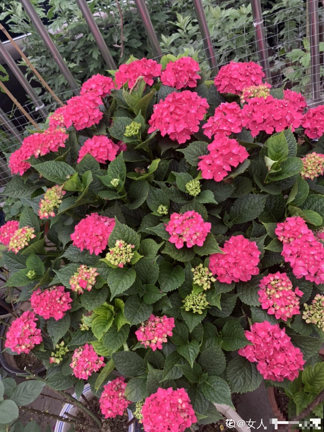 花园三剑客也要换盆,越冷长得越旺,明年呼呼开花 花园三剑客也要换盆,越冷长得越旺,明年呼呼开花