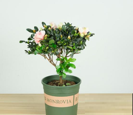 高山杜鹃花栽培技术