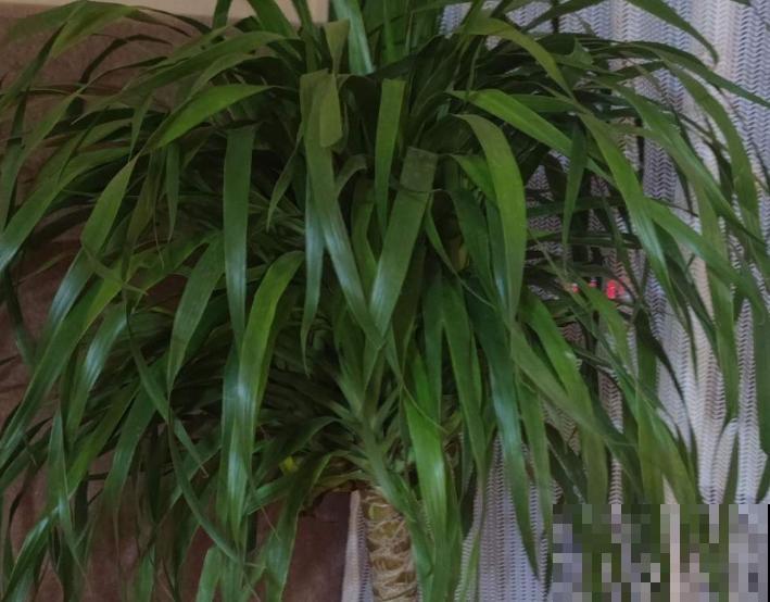 龙血树茎变软，做好这3点，还能及时挽救