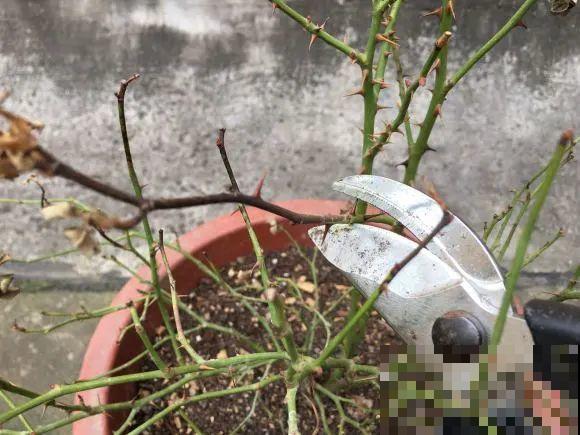 花园三剑客也要换盆,越冷长得越旺,明年呼呼开花 花园三剑客也要换盆,越冷长得越旺,明年呼呼开花