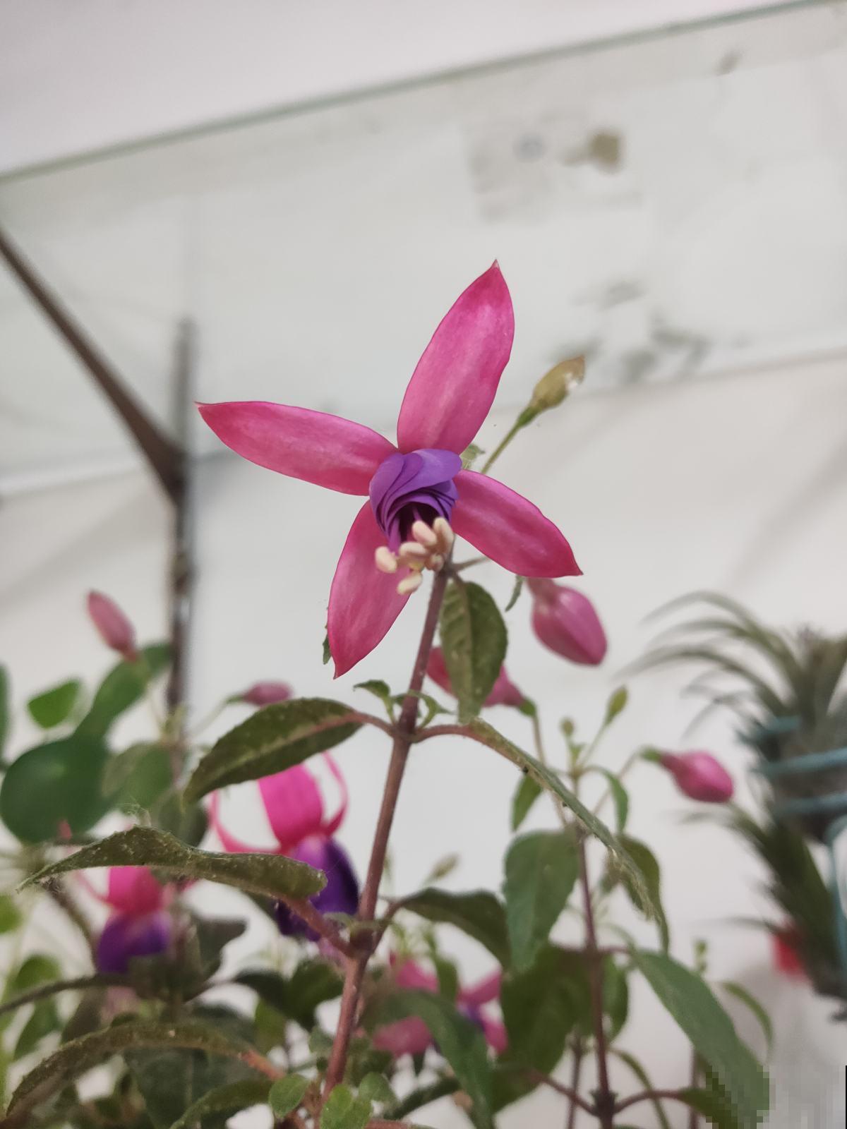 30种春天的路边花，都很常见，却很少知道叫什么