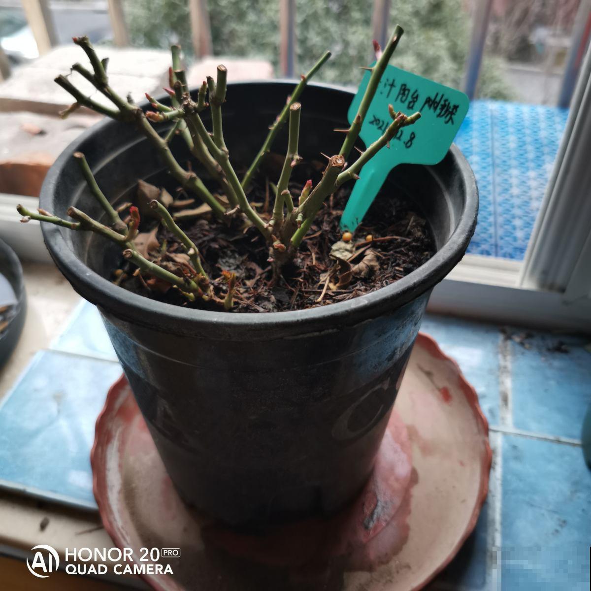 5种花正月快修剪,错过修剪,一年不开花 5种花正月快修剪,错过修剪,一年不开花