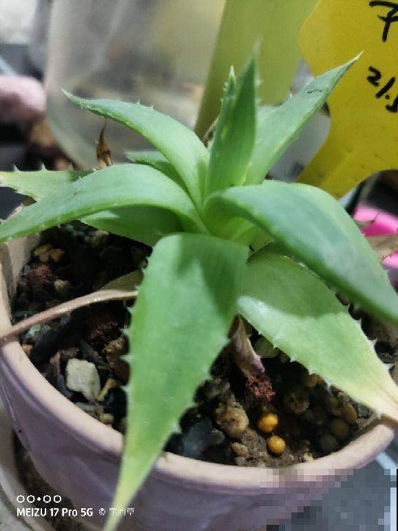 家里有女人的，就养一盆芦荟，美容又养颜好处多多