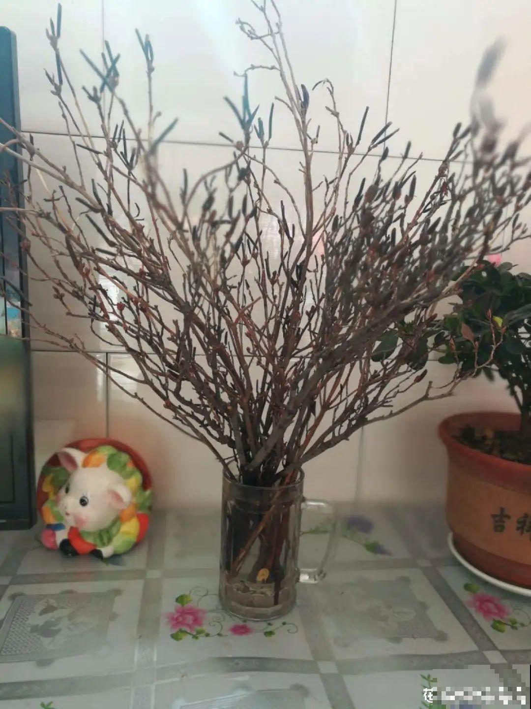 7种花不能买，触犯法律了不得，买了给自己惹麻烦