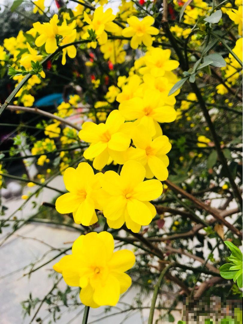 5种花，早春呼呼冒花苞，就适合现在养