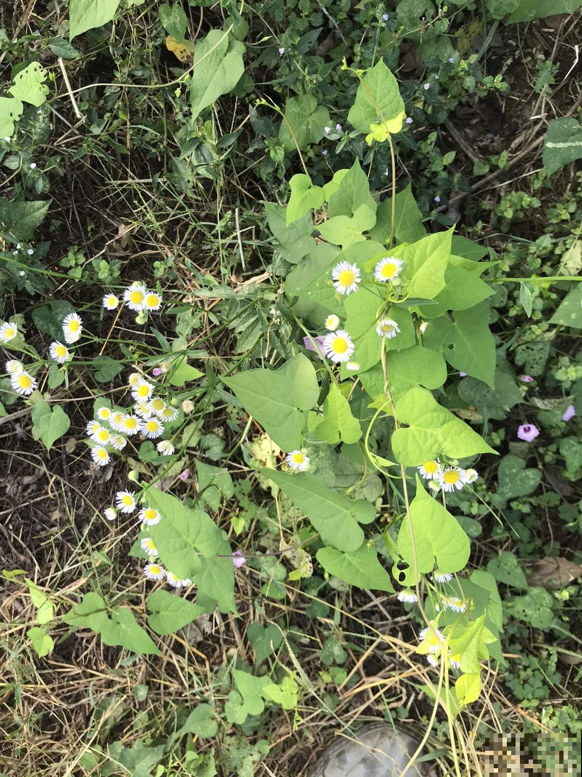 春天路边开满花，30种花能认识一半，就是植物大神