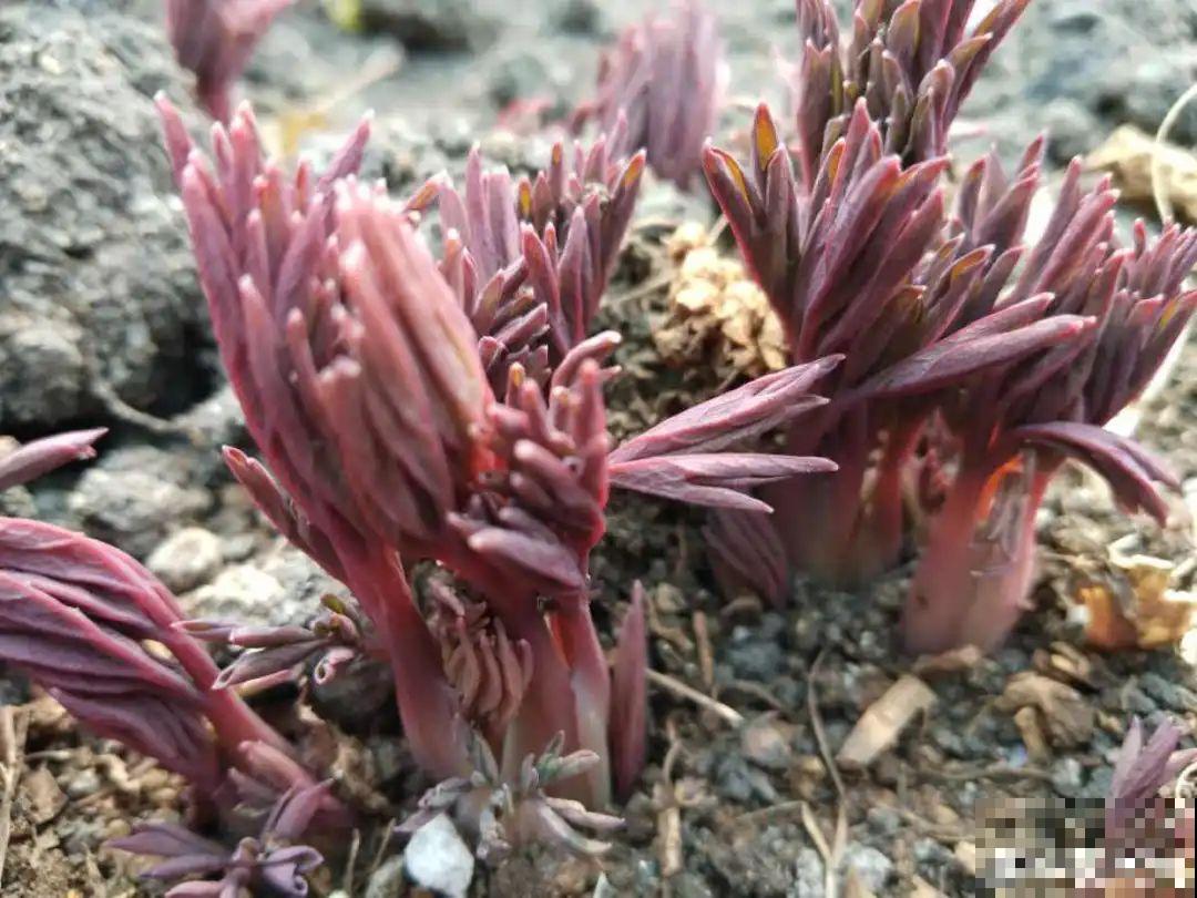 家里养盆荷包牡丹,荷包满满,富贵吉祥寓意好! 家里养盆荷包牡丹,荷包满满,富贵吉祥寓意好!