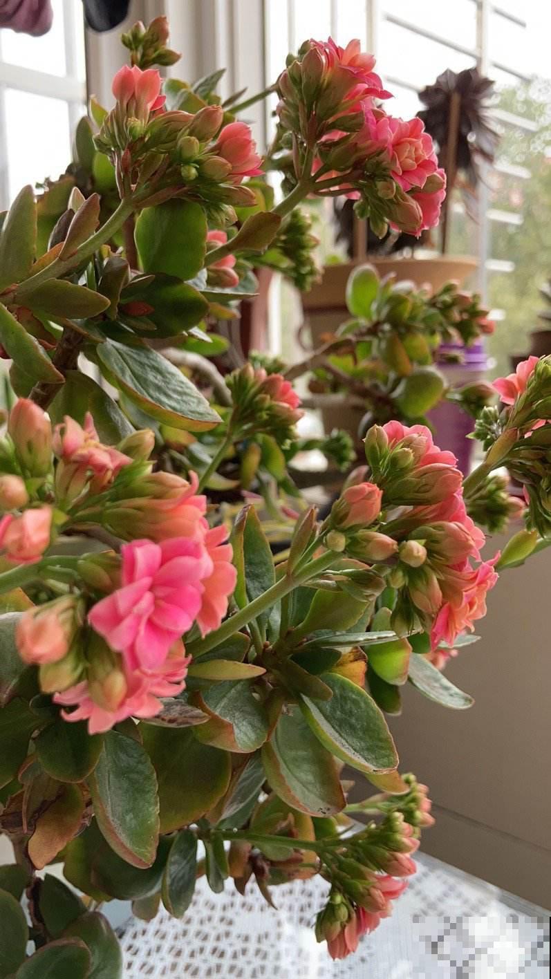 4种植物，一到冬天就黄叶，看看你错误在哪里