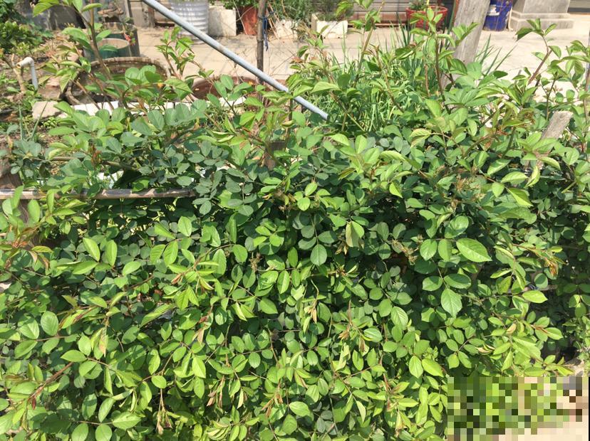 4种春日野菜,吃起来不花钱,一口鲜味那叫一个“绝” 4种春日野菜,吃起来不花钱,一口鲜味那叫一个“绝”