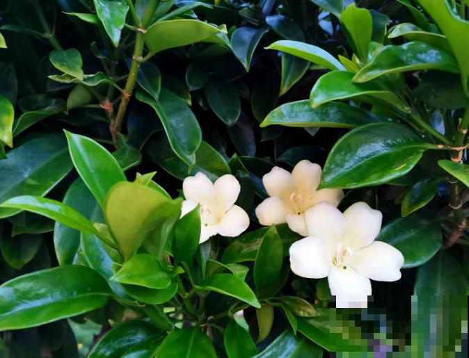 一种香水花，养在家里满屋飘香，堪称“活香水”