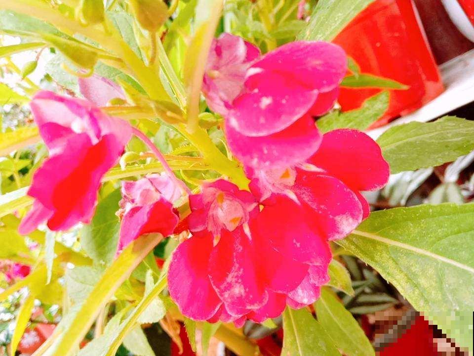 小时候的“玩具”凤仙花，养好也是真简单，注意5要点，年年爆花