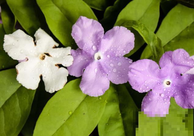 双色茉莉的叶子变褐色，抓紧看看这4点，及时处理才能拯救