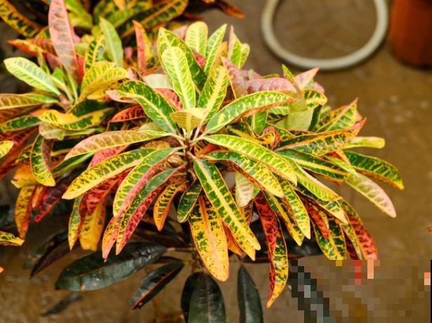 变色木养殖总掉叶子,快挪到散光处,轻松解决掉叶问题 变色木养殖总掉叶子,快挪到散光处,轻松解决掉叶问题