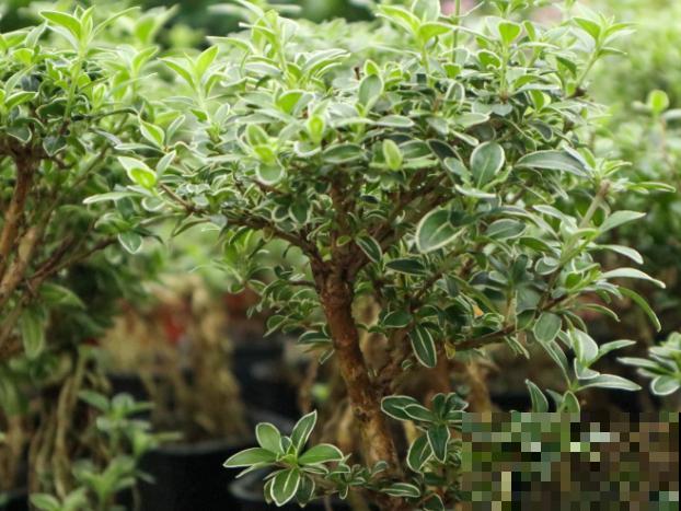 六月雪黄叶掉叶,主要是这4点原因,及时处理还有救 六月雪黄叶掉叶,主要是这4点原因,及时处理还有救