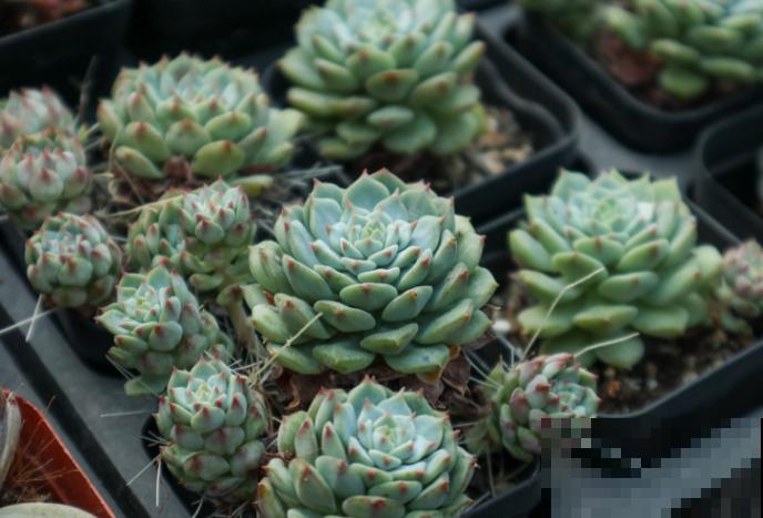 多肉穿了个“大裙子”，赶紧晒，少浇水，不然徒成“绿大妈”