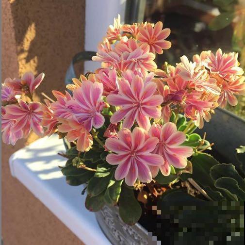 5种花，进了春天快施肥，不然影响开花