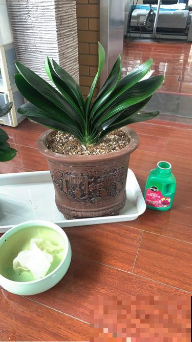 养花界的谣言,真是“害人”,你踩过几个坑? 养花界的谣言,真是“害人”,你踩过几个坑?