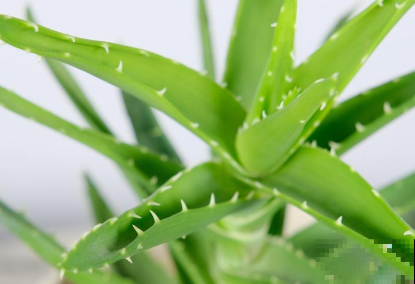 家里的芦荟发黄，注意这4点，后期再也不会发黄