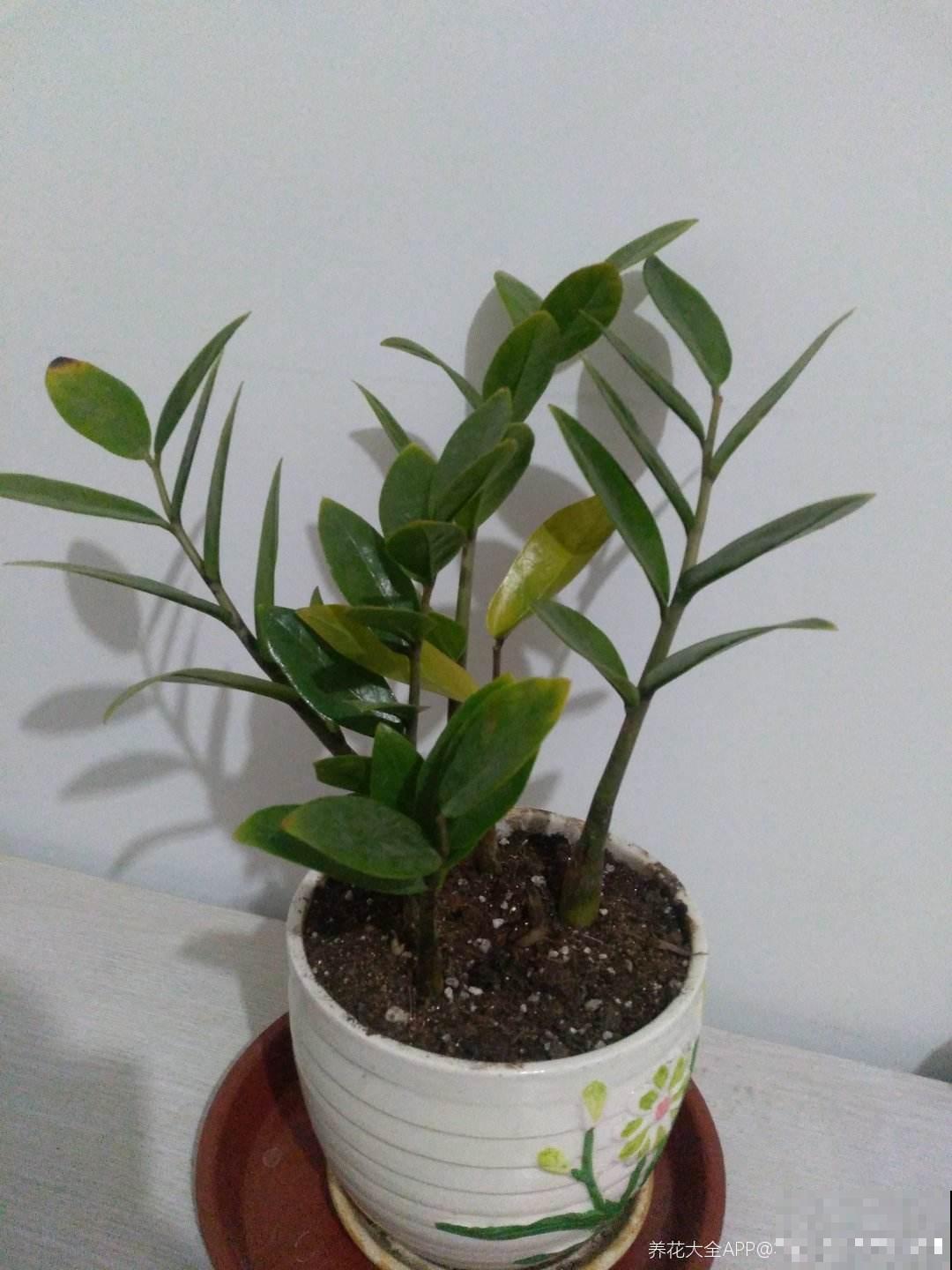 家庭养花位置摆放有讲究,要想家运旺,吉祥植物少不了 家庭养花位置摆放有讲究,要想家运旺,吉祥植物少不了