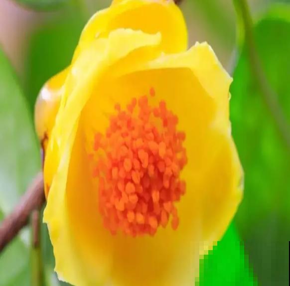 大几百块一棵的金花茶，迟迟不长叶子，满足4点很重要