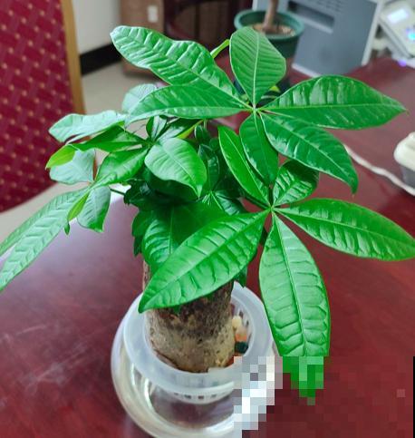 10种“荫蔽花”，家里没光也能养，光太强反而养不好