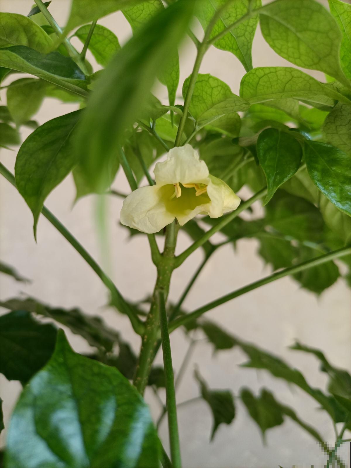 老祖宗说6种招财花，轻易不开花，一开花就预示“好运”