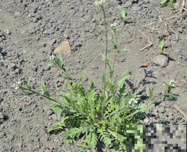 荠菜种子催芽简单，这3种催芽方法，学会了很轻松