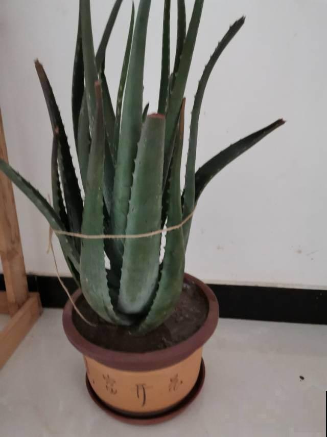 冬天“病菌”就怕5种花,家里养一盆,老人小孩少生病 冬天“病菌”就怕5种花,家里养一盆,老人小孩少生病