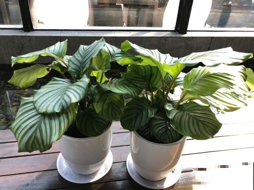 光线不好,养这4种花,颜值超高,还巨耐阴 光线不好,养这4种花,颜值超高,还巨耐阴