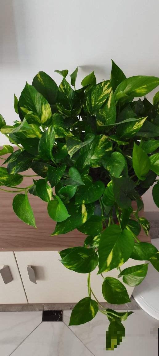 4种花吸废气制氧气，养在家里养人养身心，关键是好养