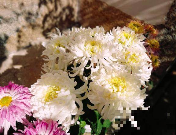 一种花很有名，但婆婆不让我养，只因为不吉利