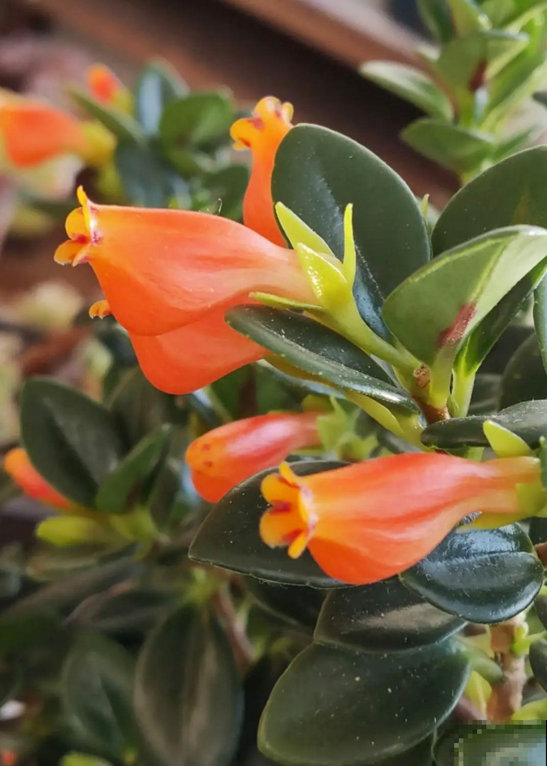 4种耐阴花卉,就算阳光不足照样开花,好看又好养 4种耐阴花卉,就算阳光不足照样开花,好看又好养