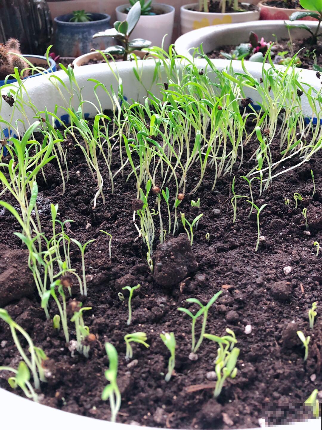 叶子很大的蔬菜，阳台就能种，从播种到收获只要20天