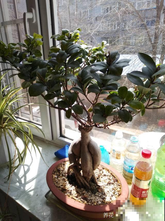 有格调的人，都爱养这3种花，品位瞬间提升一个档次